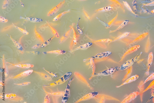 Top view of Nile tilapia fish on farm waiting for food in aquaculture pond at feeding time. Freshwater fish in aquaculture pond. Freshwater fish wait for feeding. Animal feed industry. Cloudy water.