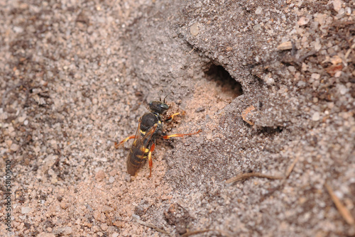 Little wasp Oxybellus argentatus digging a tunnel for its eggs.