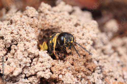 Mellinus arvensis peeking out of its underground tunnel.