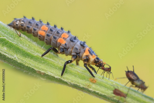 Ladybug larva eating aphids