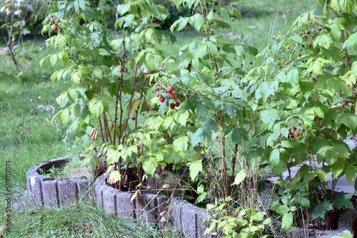 Raspberries in the garden