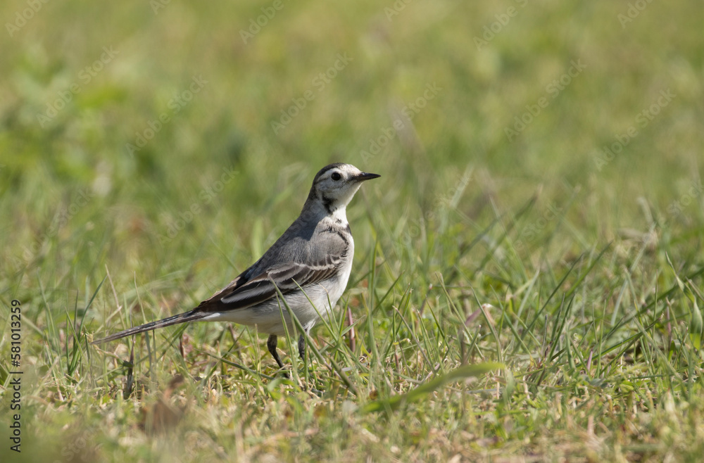 A white wagtail (Moticilla alba) in feeding on grassland A white wagtail (Moticilla alba) in feeding on grassland