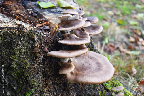 Mushroom on the stump forest