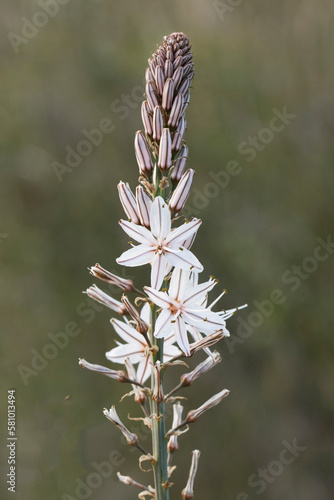 Asphodelus aestivus, the summer asphodel, is a species of asphodel, a common Western Mediterranean geophyte with a short vertical rhizome and basal leaves. Its flowers are actinomorphic, pinkish-white photo
