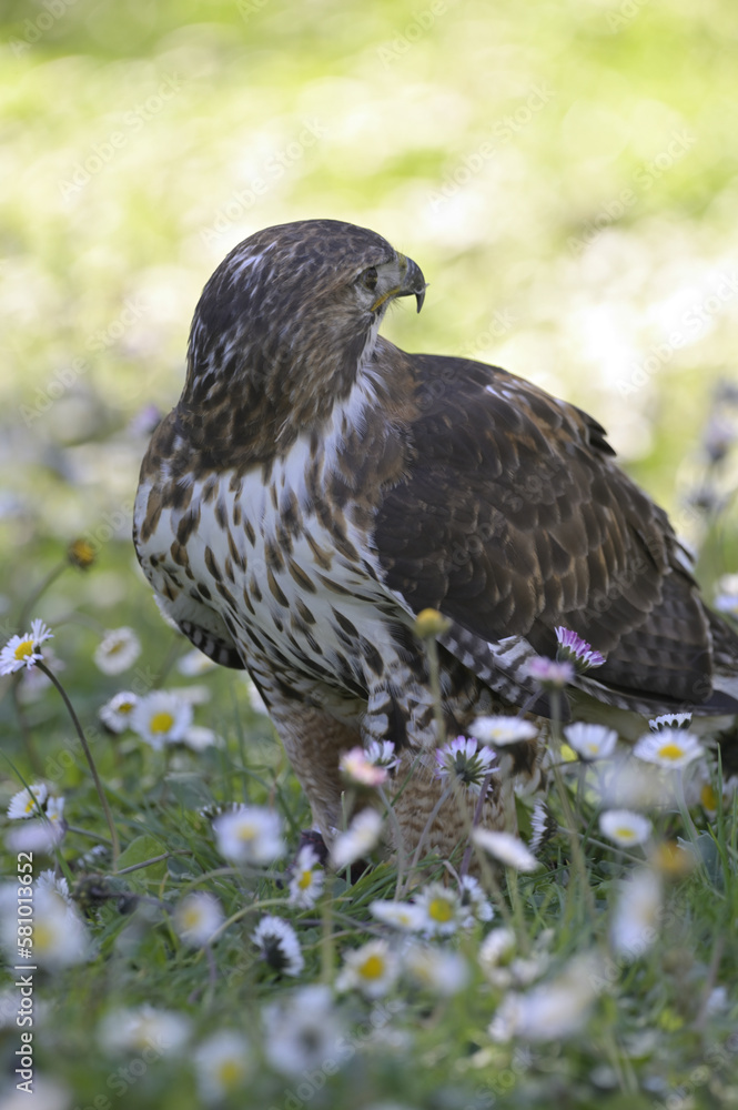 Obraz premium autillo