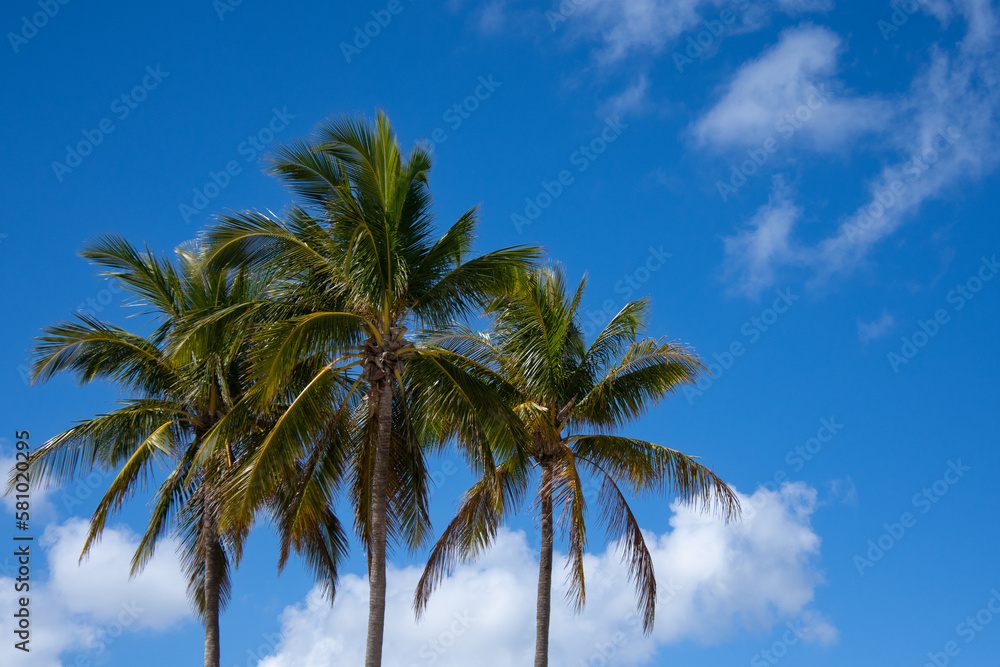 Large palm branch in the sun on the beach in the city of Hollywood in Florida in the United States Large palm branch in the sun on the beach in the city of Hollywood in Florida in the United States