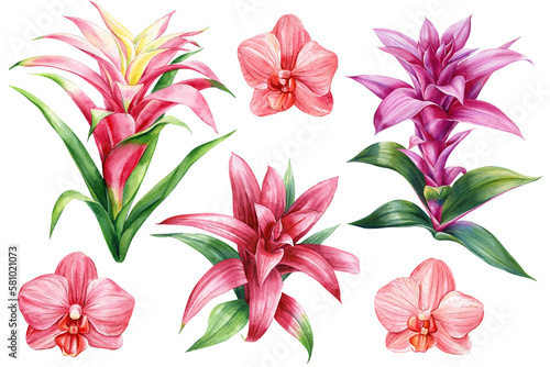 Exotic flowers. Orchid  heliconia  bromelia  hibiscus and strelitzia. Botanical painting  watercolor illustration flora