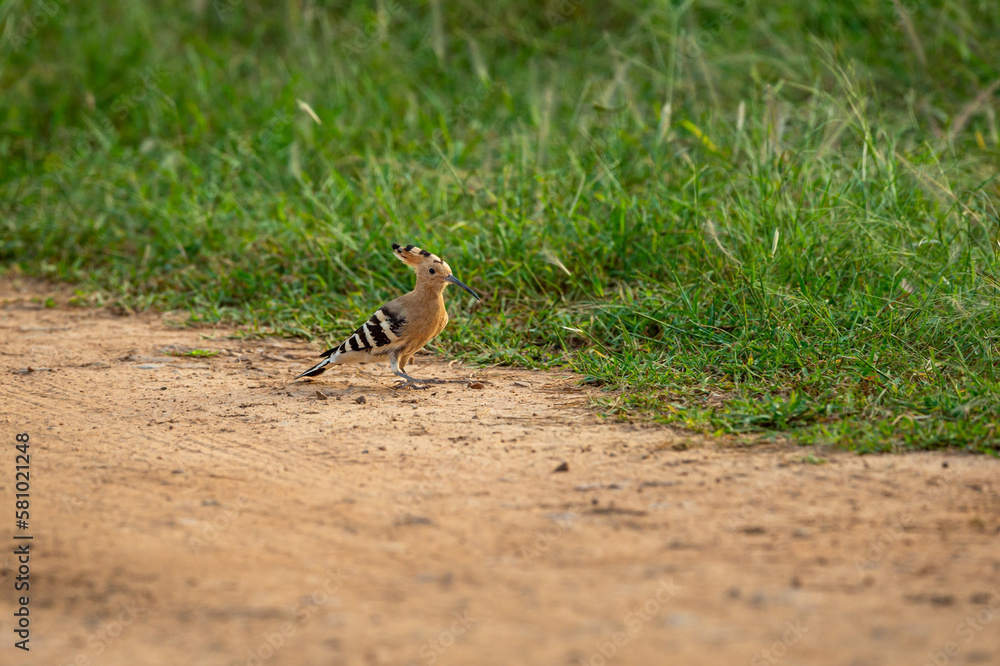 hoopoe or Upupidae bird on a forest track at keoladeo national park bharatpur bird sanctuary rajasthan india asia hoopoe or Upupidae bird on a forest track at keoladeo national park bharatpur bird sanctuary rajasthan india asia