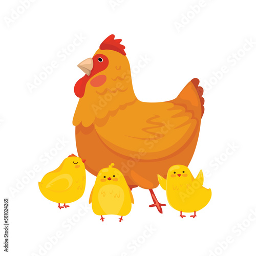 A mother hen is walking with her newborn chicks.