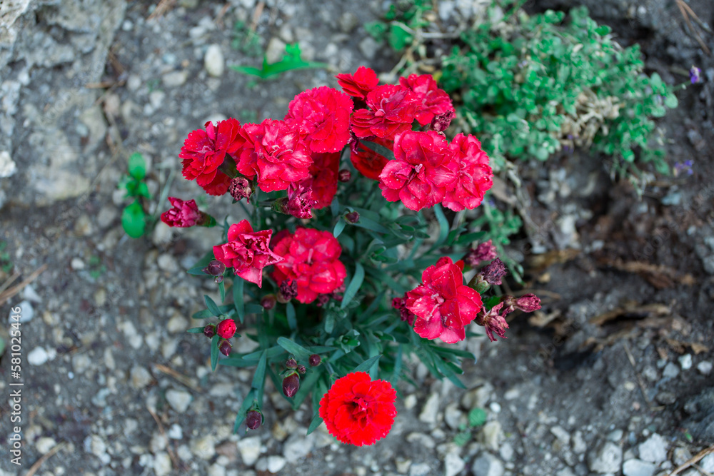 flowers in the garden flowers in the garden