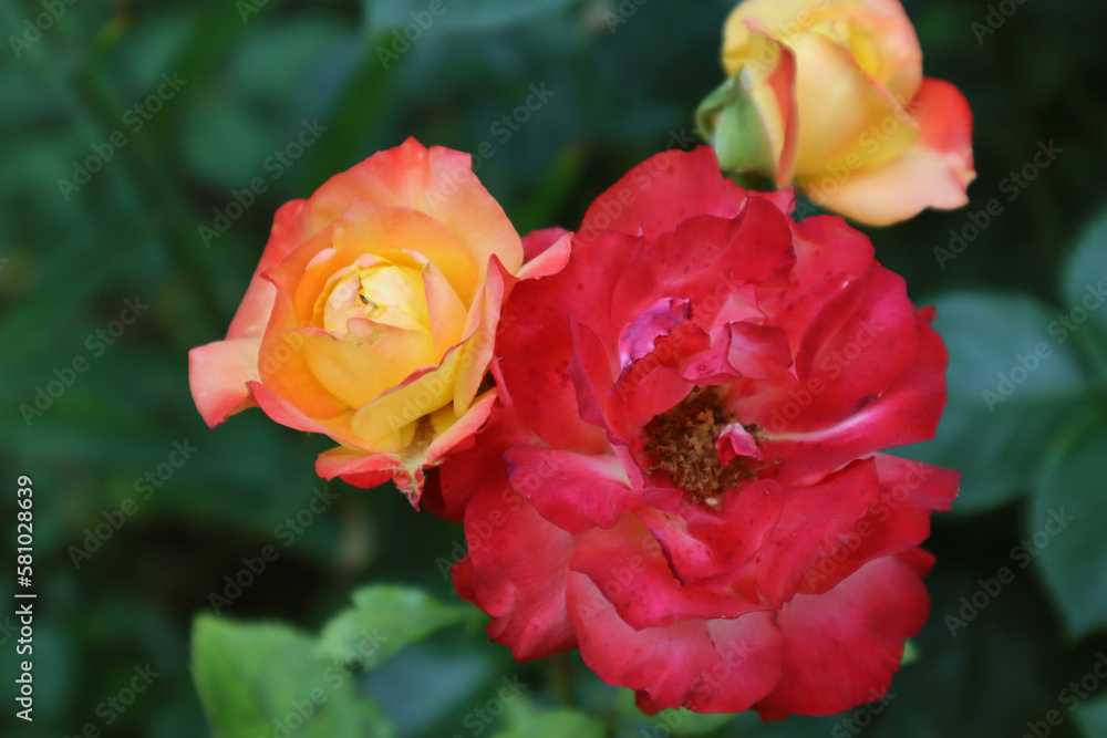 Rose. Beautiful red and yellow buds on a green background. Close-up. Selective focus. Copyspace Rose. Beautiful red and yellow buds on a green background. Close-up. Selective focus. Copyspace
