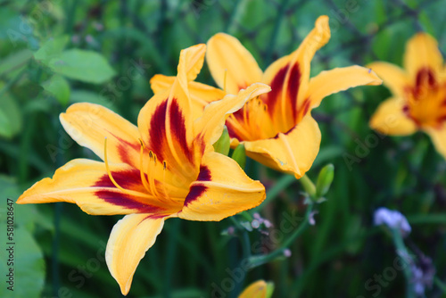 Daylilies. Beautiful flowers on a green background. Close-up. Selective focus. Copyspace