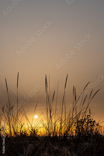 Backlight of vegetation on the beach of the Ebro Delta in Spain during sunset. Vertical photography with copy space
