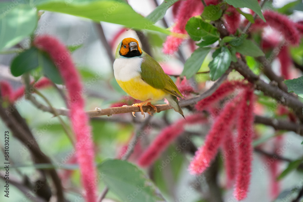 Cute little colorful bird perched on a branch in sunny Florida Cute little colorful bird perched on a branch in sunny Florida