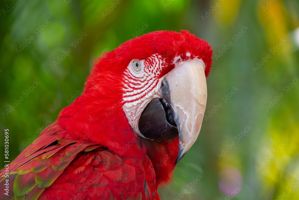 Obraz premium Cute parrot resting on a branch watching its surroundings