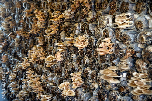 mushrooms are growing in greenhouse : close up