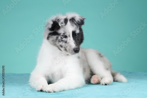 Fototapeta Naklejka Na Ścianę i Meble -  Cute fluffy sheltie puppy on a turquoise background