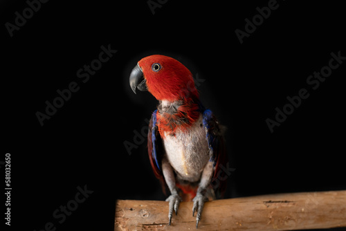 female red and blue captive eclectus parrot ( Eclectus roratus) sitting on a branch, the bird is missing many feathers due to severe feather plucking behaviour