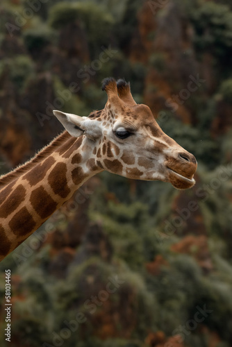 retrato de jirafa
