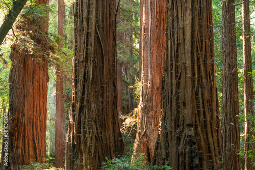 Fotografie Light Through the Forest at Henry Cowell Redwoods State Park