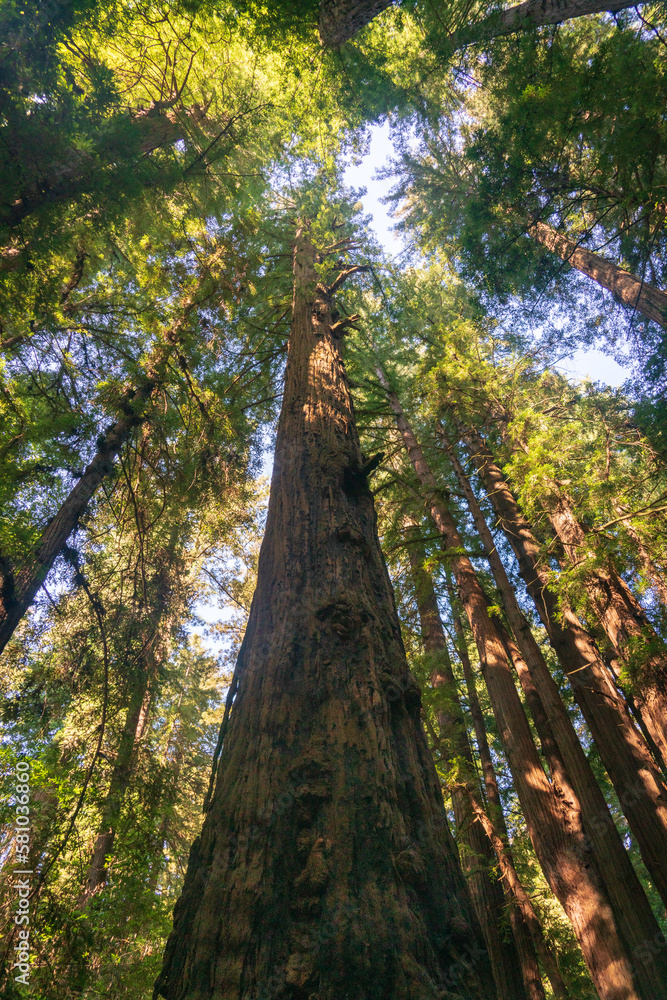Fototapeta premium Tree Canopy at Henry Cowell Redwoods State Park