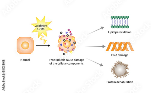 Oxidative stress. Free radicals cause oxidation of the cellular membrane proteins and lipids, and damage of the cellular components. vector illustration