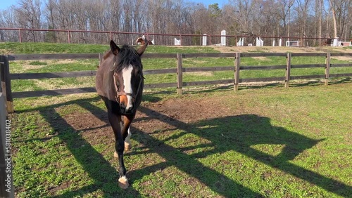 Horse at tanglewood park in clemmons North Carolina near Winston Salem NC photo