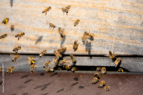 Bienen fliegen mit Nektar und Pollen