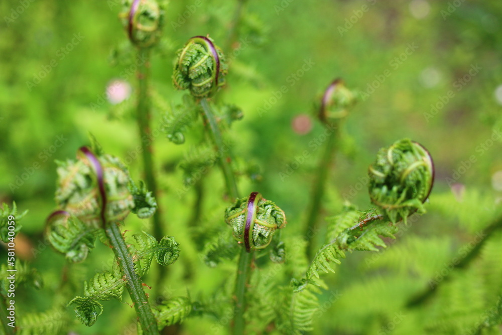 polypodiopsida paproć polypodiopsida paproć