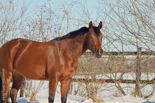 Quarter Horse im Schnee © AZ Woodring