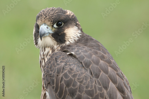 Portrait of a Peregrine Falcon against a green background 