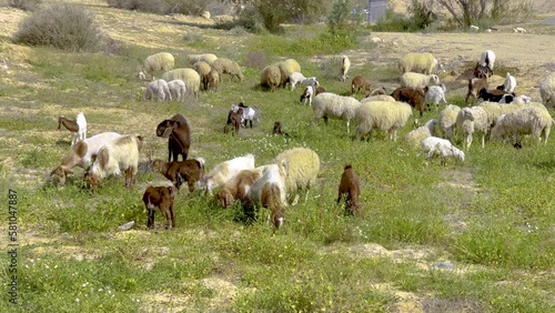Herd of sheep and goats graze on the grass in the Negev desert in spring