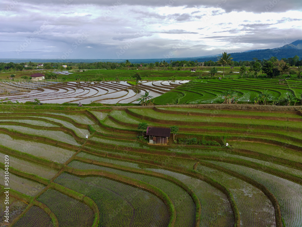 Beautiful morning view indonesia panorama landscape paddy fields with beauty color and sky natural light
