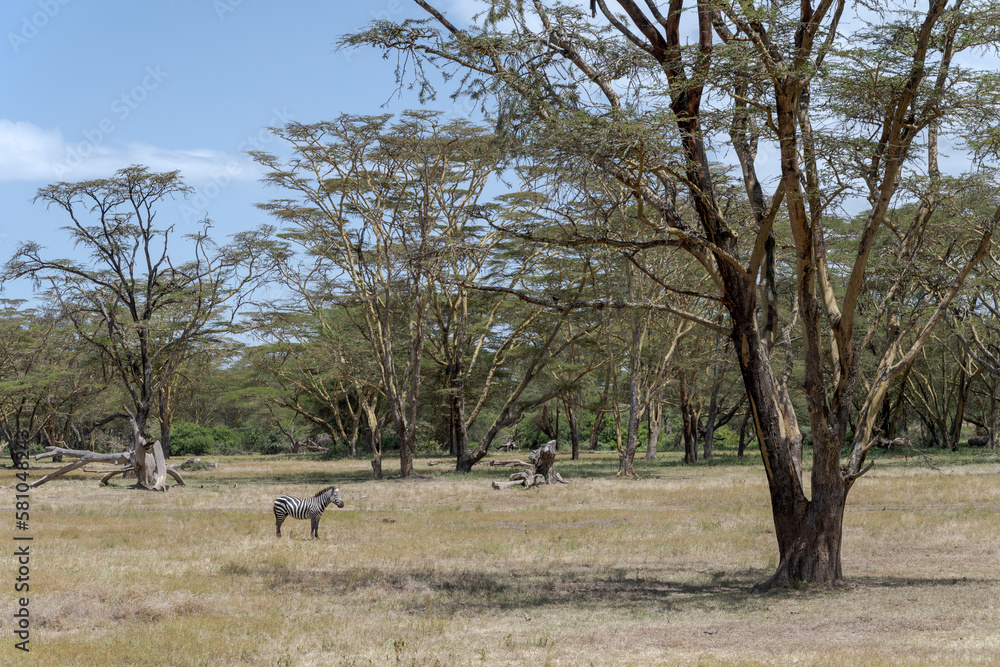 Zebra in the Savanna of Kenya
