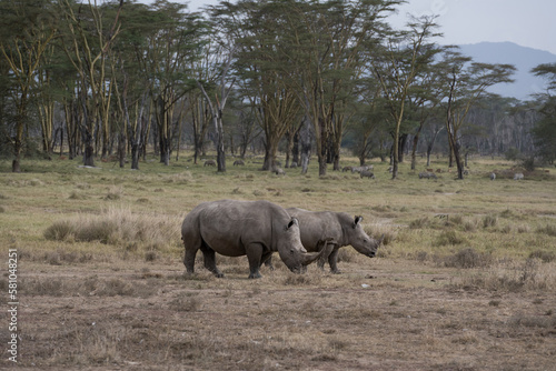 the last Rhinos in Africa are threatend with extinction photo