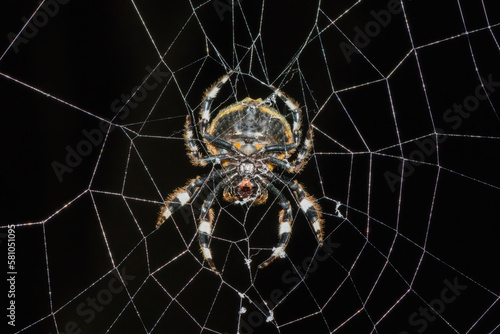 Common Bark Spider (Caerostris sexcuspidata) photo