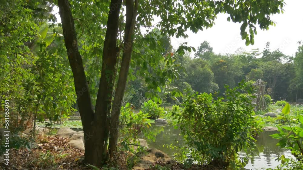 relax with trees and beautiful scenery relax with trees and beautiful scenery