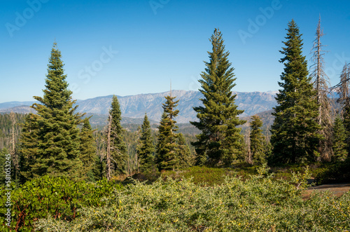 Treeline and Mountain Ridge at Giant Sequoia National Monument