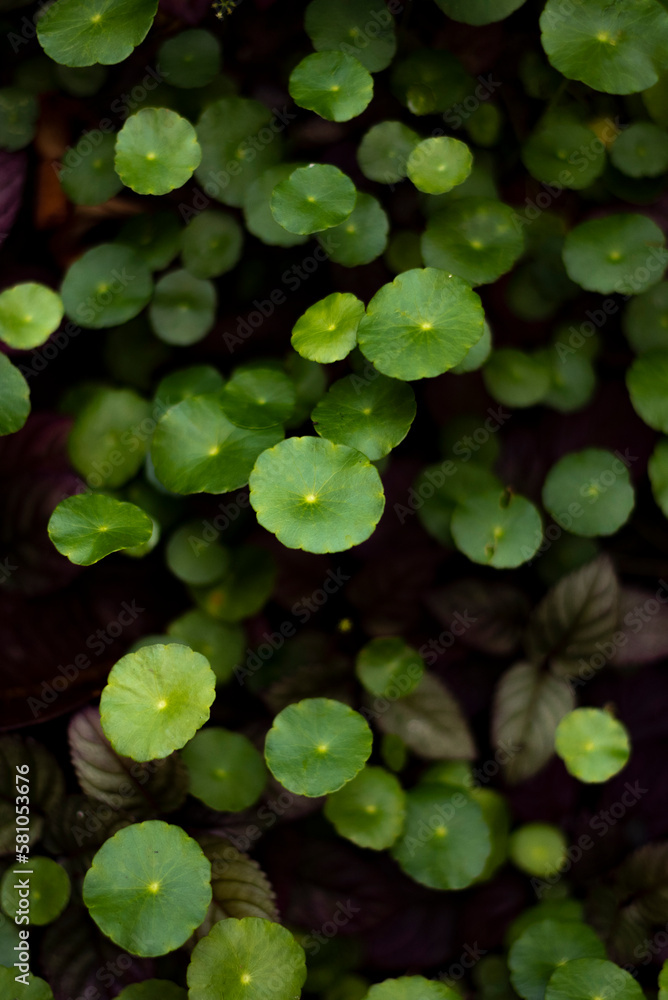 Beautiful background of Centella asiatica, Herbal medicine leaves of Centella asiatica known as gotu kola. Beautiful background of Centella asiatica, Herbal medicine leaves of Centella asiatica known as gotu kola.