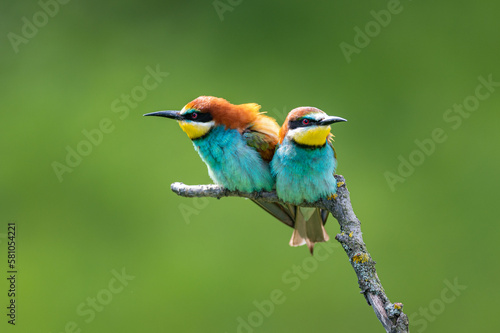 Beautiful The European bee-eater (Merops apiaster) sitting in a pair on a branch. Green natural background.  © Stanislav