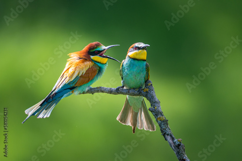 The European bee-eater (Merops apiaster). Two birds arguing. Angry birds. 