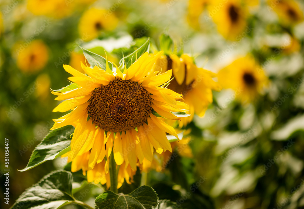 Fototapeta premium Sunflower flower close-up against the background of other flowers. Selective focus. natural background