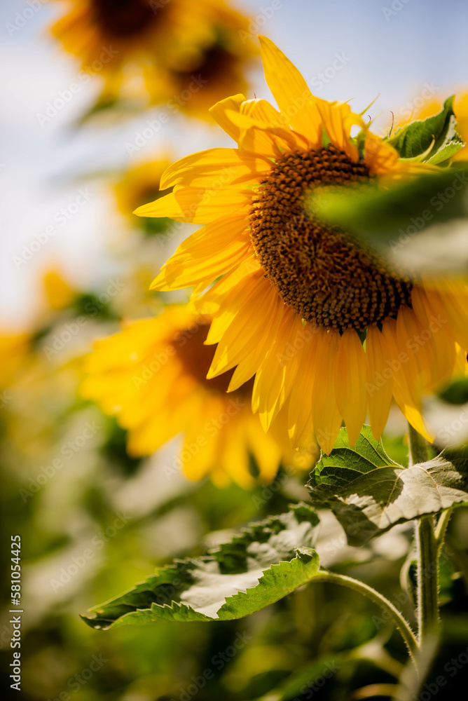 Φωτογραφία Sunflower flower close-up against the background of other flowers