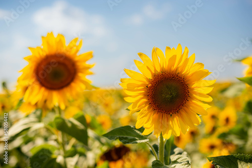 Sunflower field on a sunny day against the sky. Selective focus. Natural background. © Olga Pedan