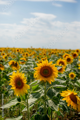 Fototapeta Naklejka Na Ścianę i Meble -  Sunflower field on a sunny day against the sky. Selective focus. Natural background.