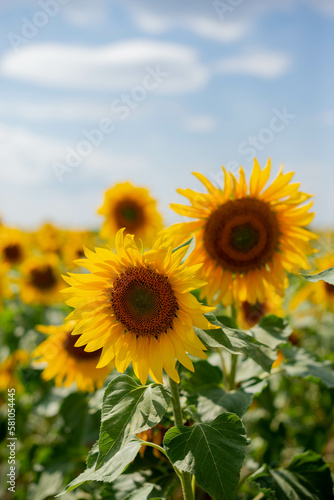 Sunflower field on a sunny day against the sky. Selective focus. Natural background.