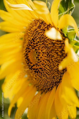 Sunflower flower close-up against the background of other flowers. Selective focus. natural background