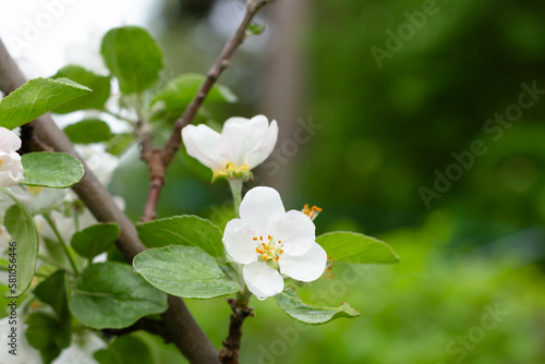 Fototapeta Naklejka Na Ścianę i Meble -  White apple blossoms on a branch against the background of green bushes