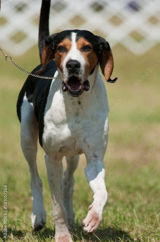 Treeing Walker Coonhound with mouth open in dog show ring