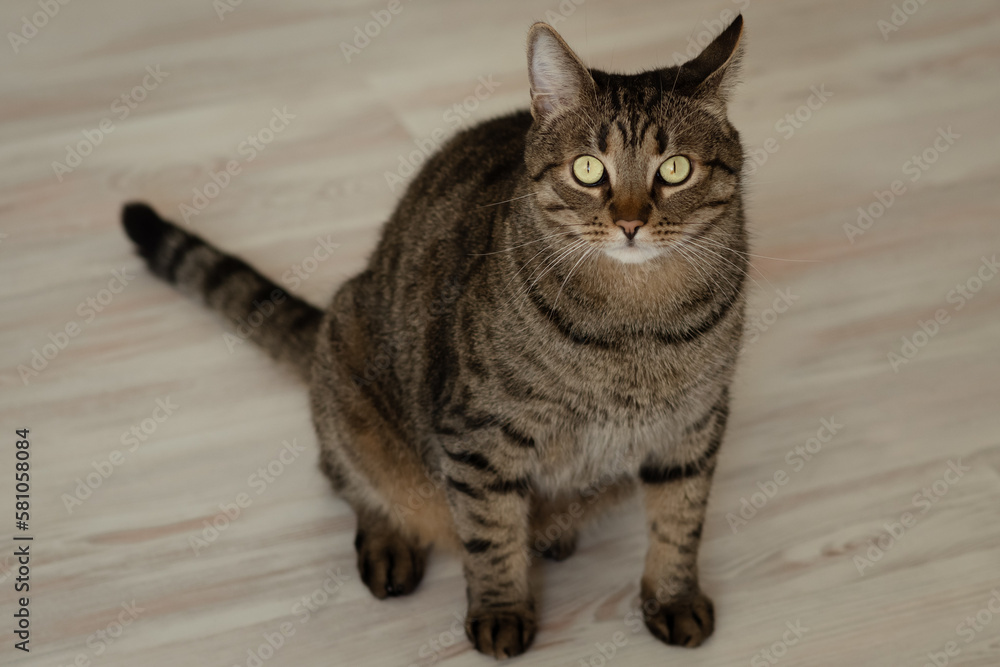 Portrait of a cat with big green eyes in a home interior. Close up